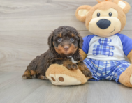 8 week old Mini Bernedoodle Puppy For Sale - Lone Star Pups