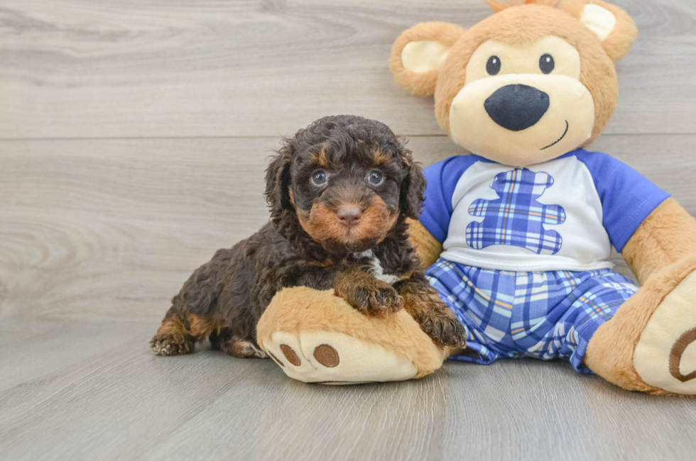 6 week old Mini Bernedoodle Puppy For Sale - Lone Star Pups
