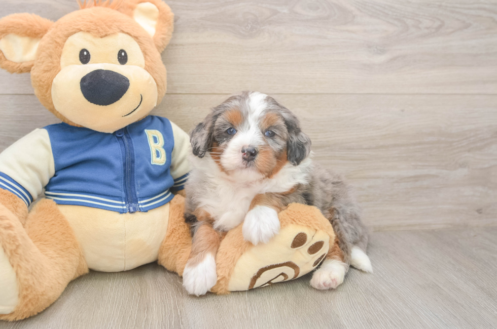 5 week old Mini Bernedoodle Puppy For Sale - Lone Star Pups