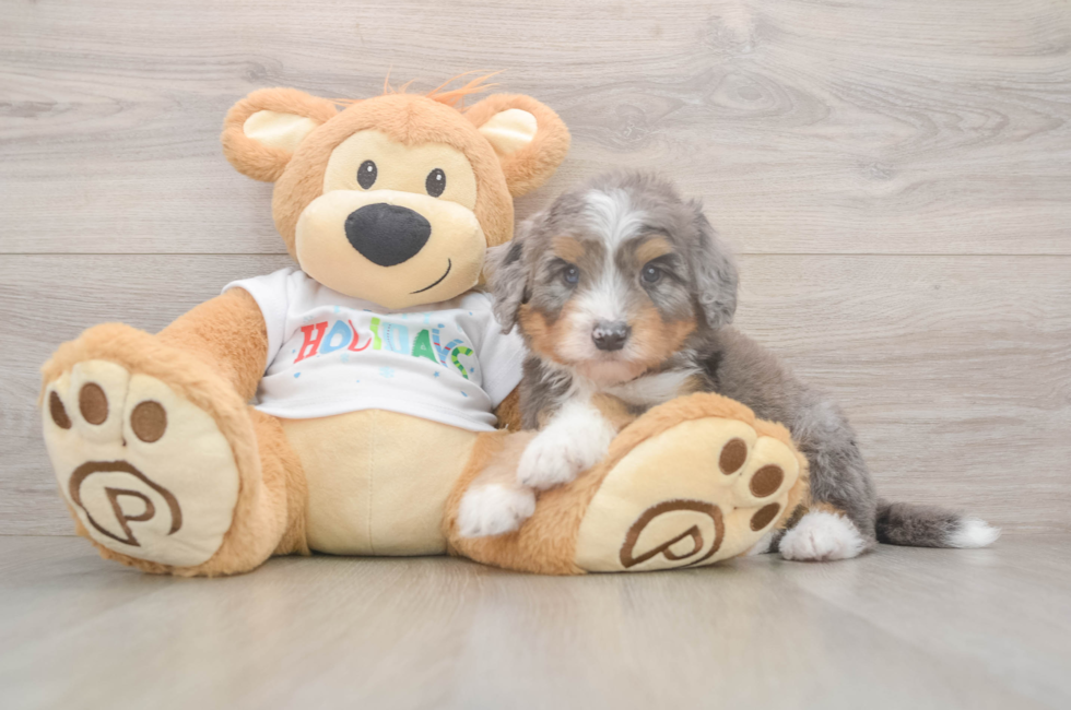6 week old Mini Bernedoodle Puppy For Sale - Lone Star Pups