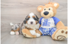 Petite Mini Bernedoodle Poodle Mix Pup