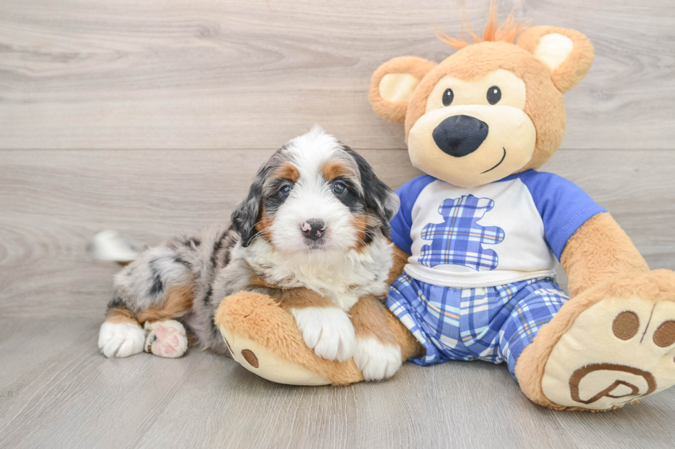Petite Mini Bernedoodle Poodle Mix Pup