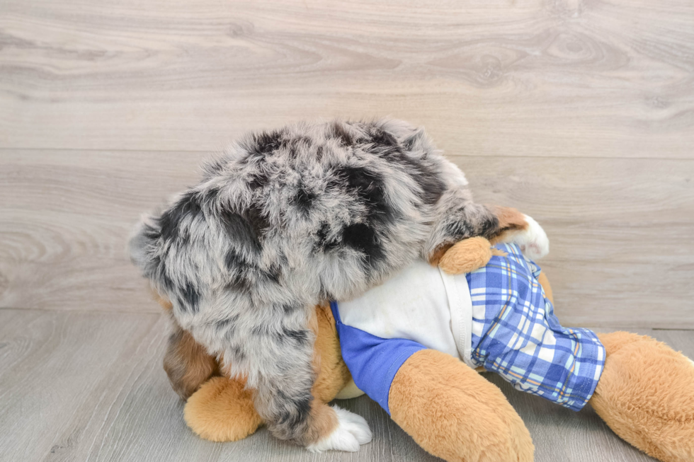 Mini Bernedoodle Pup Being Cute