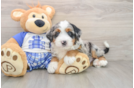Best Mini Bernedoodle Baby