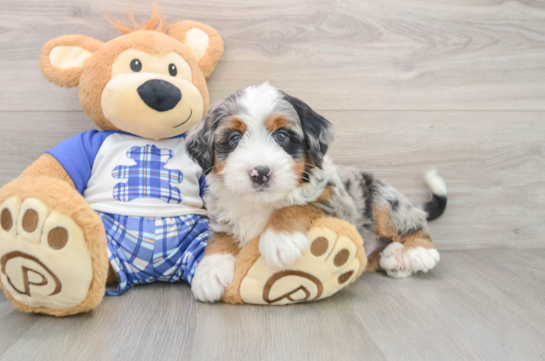 Best Mini Bernedoodle Baby