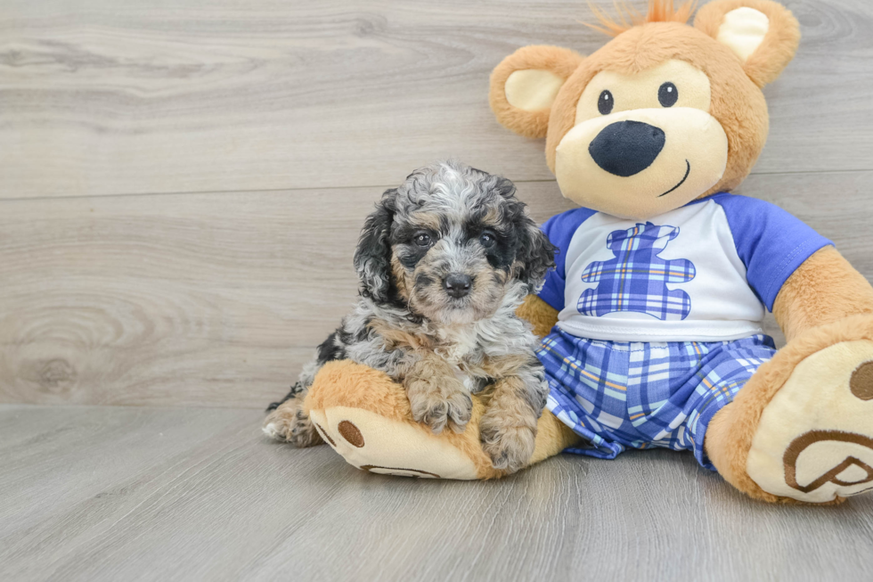 Mini Bernedoodle Puppy for Adoption