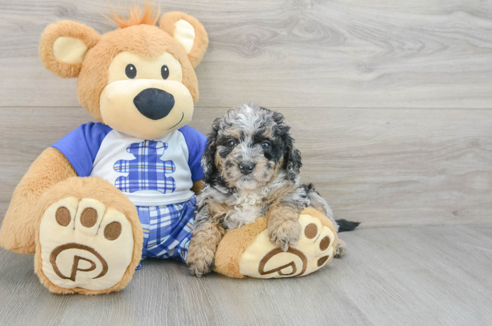 7 week old Mini Bernedoodle Puppy For Sale - Lone Star Pups