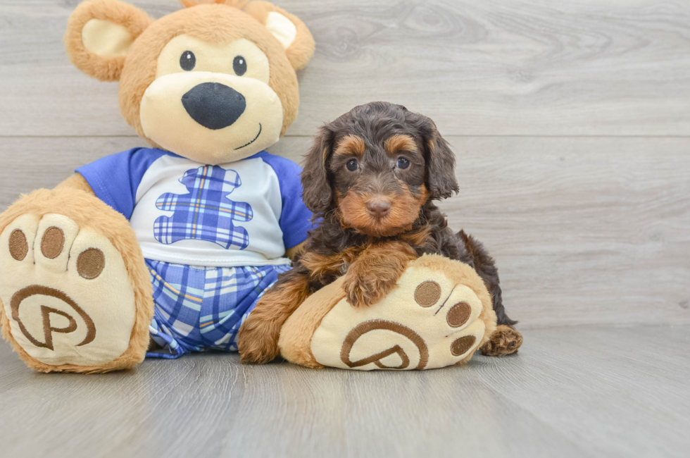 6 week old Mini Bernedoodle Puppy For Sale - Lone Star Pups