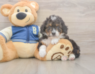 8 week old Mini Bernedoodle Puppy For Sale - Lone Star Pups