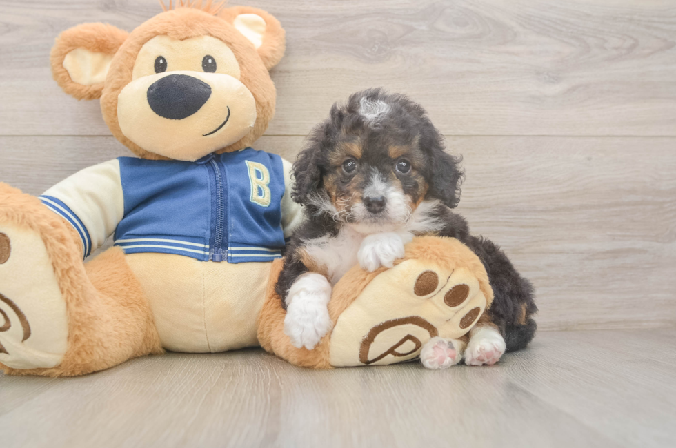 5 week old Mini Bernedoodle Puppy For Sale - Lone Star Pups