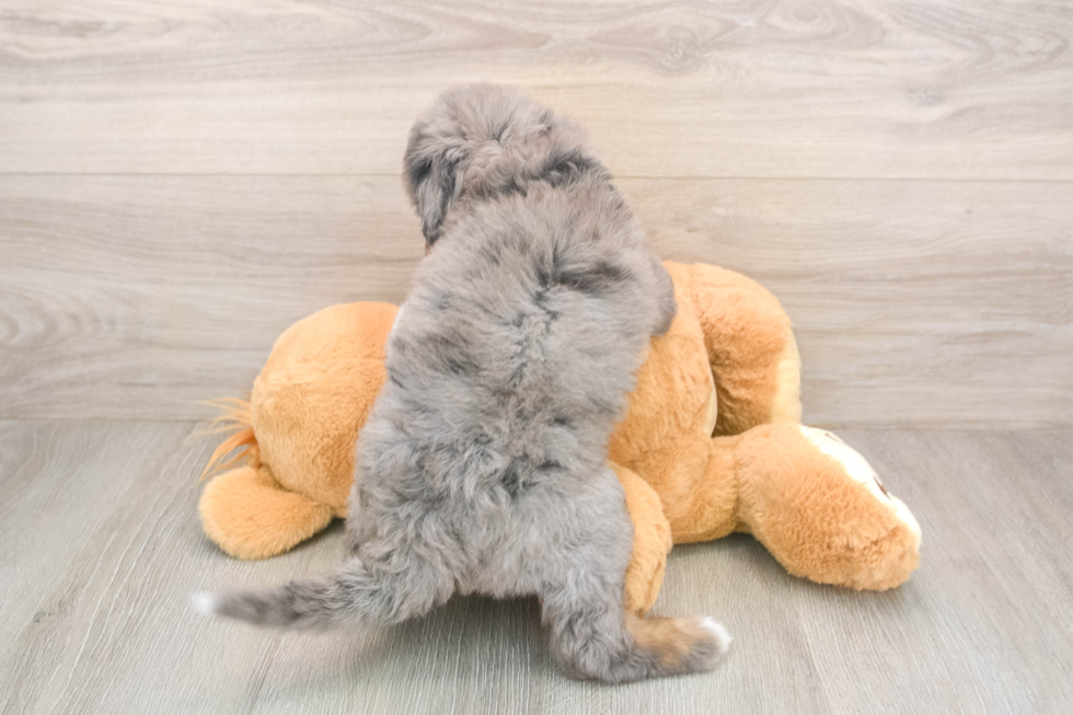 Best Mini Bernedoodle Baby