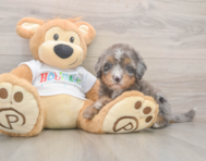 8 week old Mini Bernedoodle Puppy For Sale - Lone Star Pups