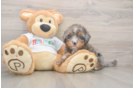 Happy Mini Bernedoodle Baby