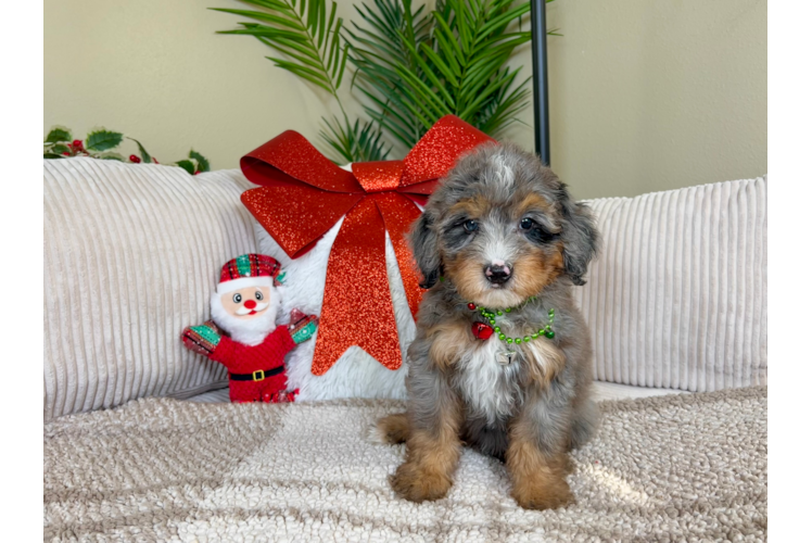 Best Mini Bernedoodle Baby
