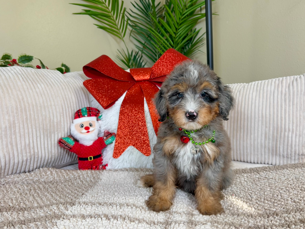 Best Mini Bernedoodle Baby