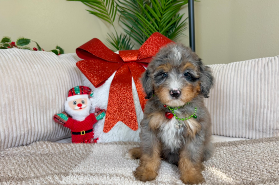 Best Mini Bernedoodle Baby