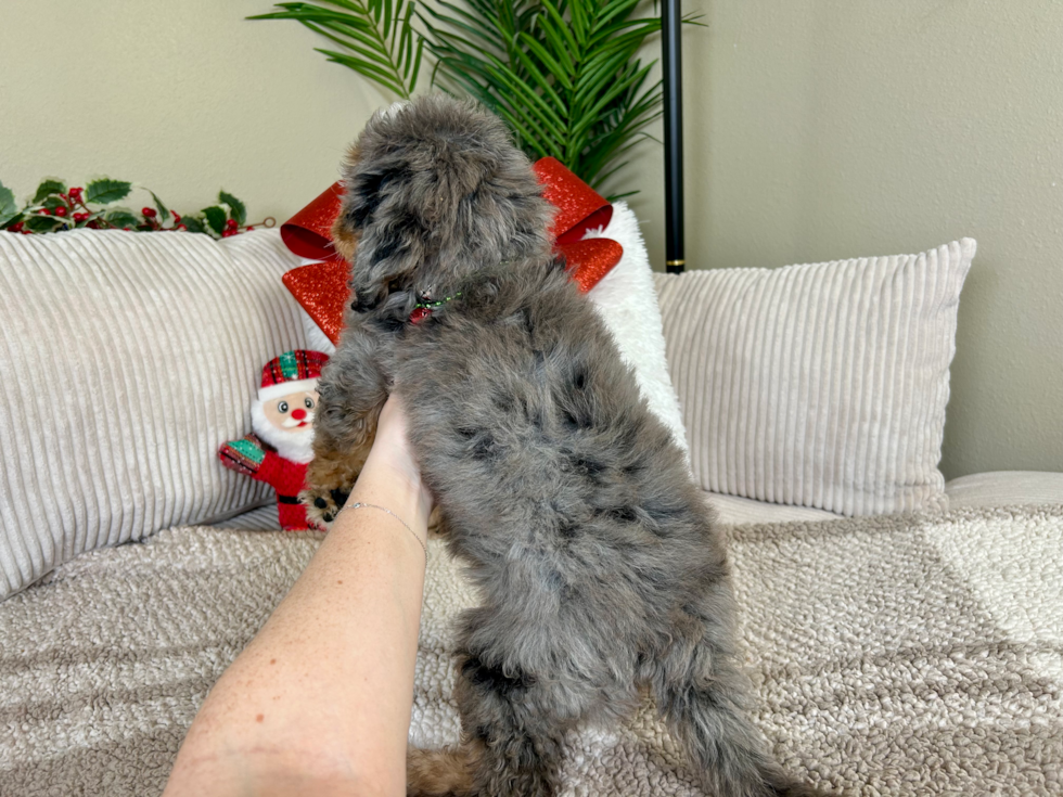 Best Mini Bernedoodle Baby