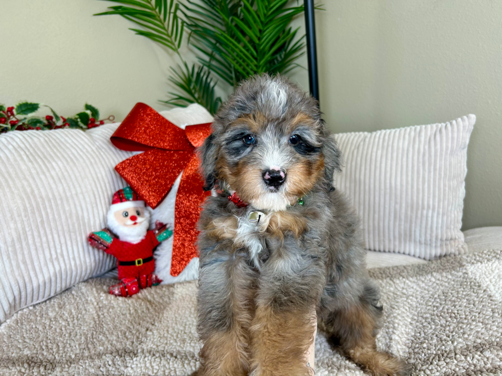 Mini Bernedoodle Puppy for Adoption