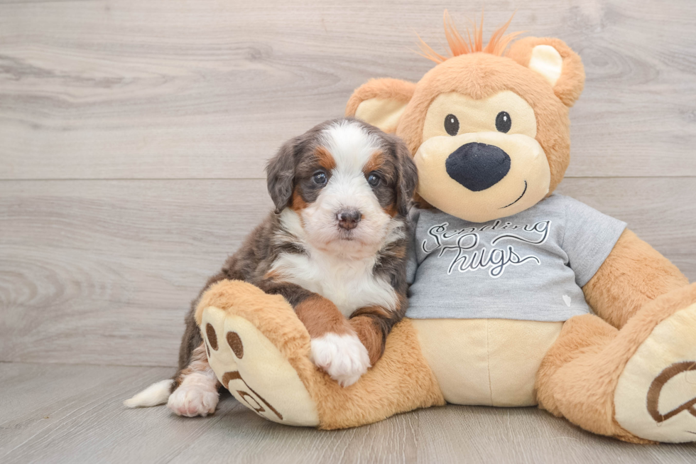 Mini Bernedoodle Puppy for Adoption