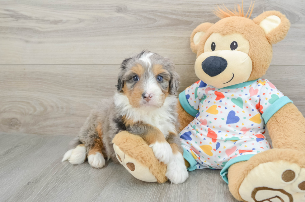 7 week old Mini Bernedoodle Puppy For Sale - Lone Star Pups