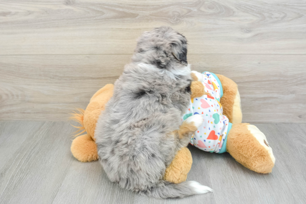 Happy Mini Bernedoodle Baby