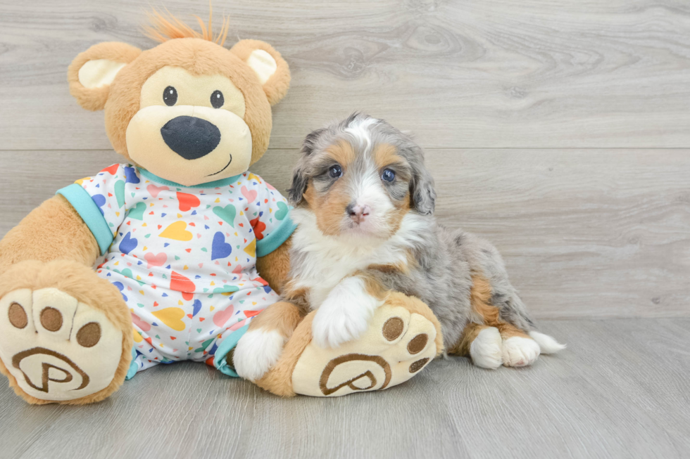 Best Mini Bernedoodle Baby