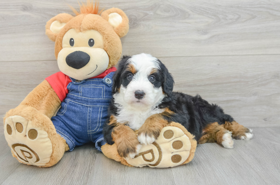 7 week old Mini Bernedoodle Puppy For Sale - Lone Star Pups