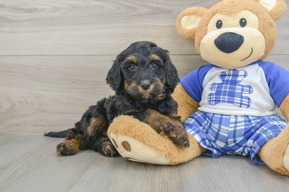 6 week old Mini Bernedoodle Puppy For Sale - Lone Star Pups