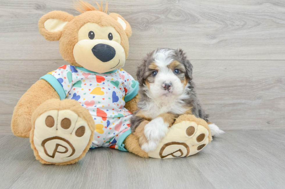 7 week old Mini Bernedoodle Puppy For Sale - Lone Star Pups