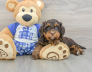 8 week old Mini Bernedoodle Puppy For Sale - Lone Star Pups