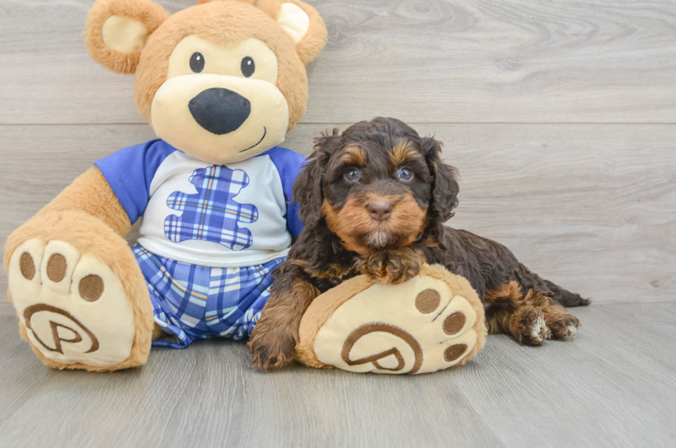 6 week old Mini Bernedoodle Puppy For Sale - Lone Star Pups