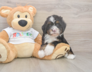 8 week old Mini Bernedoodle Puppy For Sale - Lone Star Pups