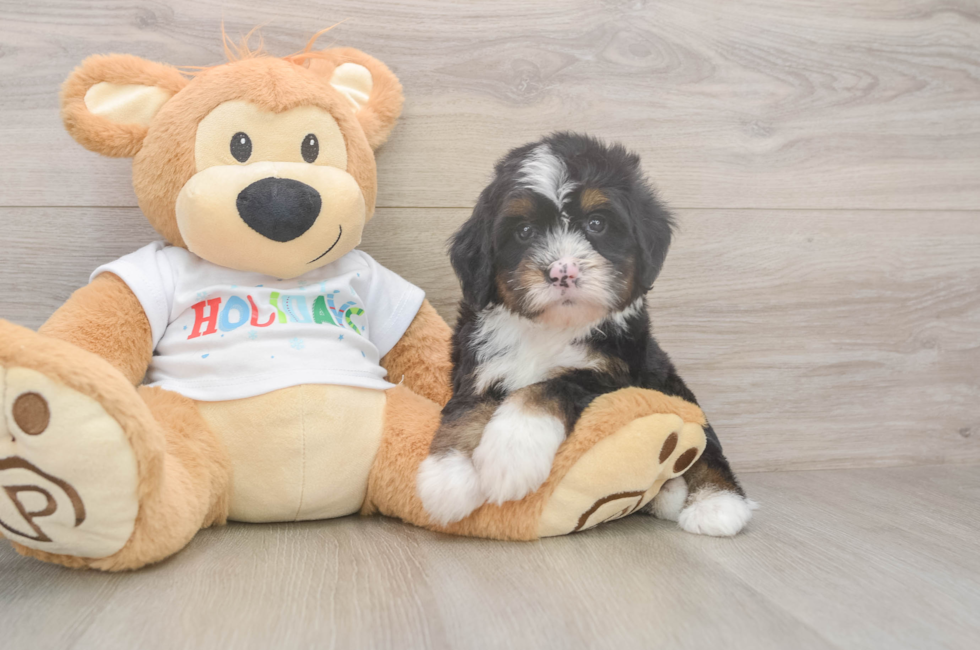 6 week old Mini Bernedoodle Puppy For Sale - Lone Star Pups