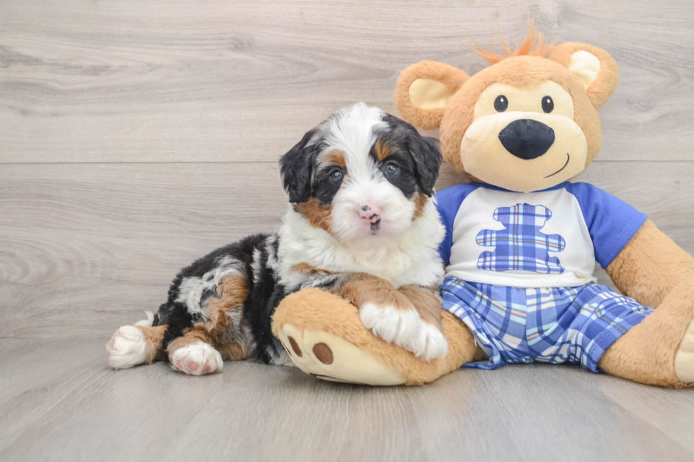 Best Mini Bernedoodle Baby
