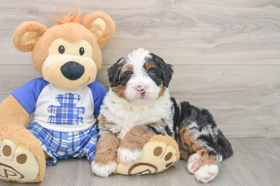 Sweet Mini Bernedoodle Baby