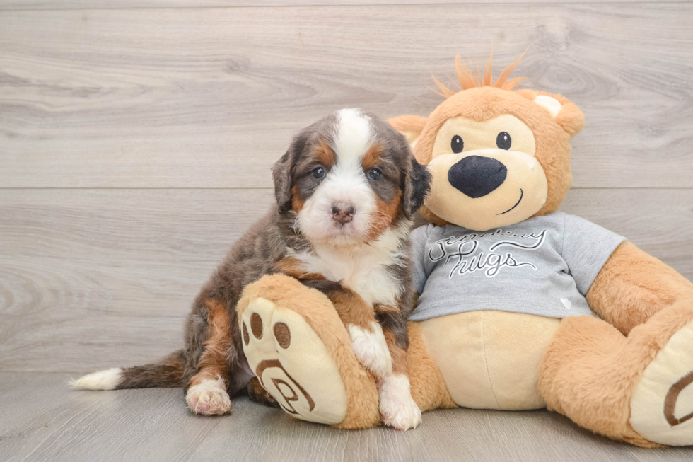 Small Mini Bernedoodle Baby