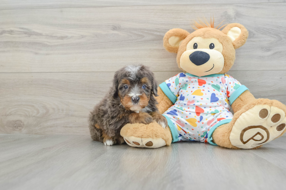 7 week old Mini Bernedoodle Puppy For Sale - Lone Star Pups