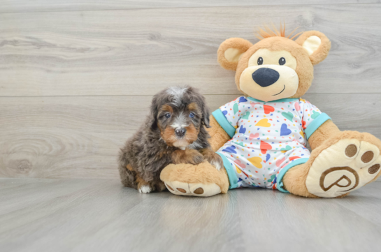 Mini Bernedoodle Pup Being Cute