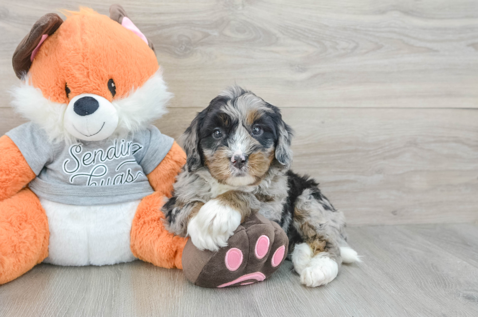 6 week old Mini Bernedoodle Puppy For Sale - Lone Star Pups