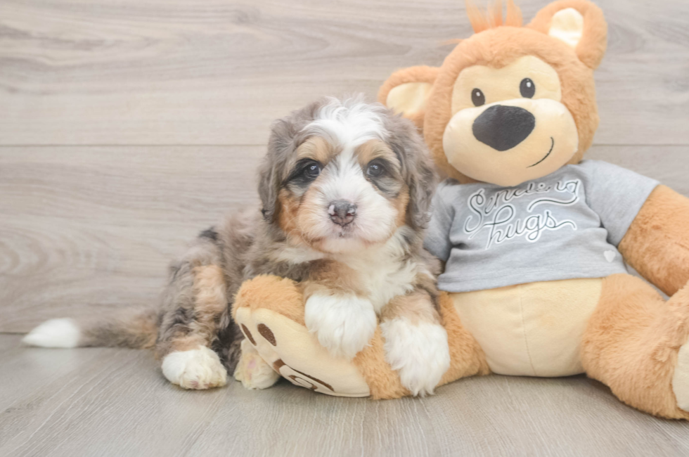 5 week old Mini Bernedoodle Puppy For Sale - Lone Star Pups