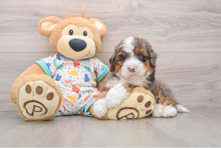 Adorable Mini Bernesedoodle Poodle Mix Puppy