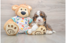 Adorable Mini Bernesedoodle Poodle Mix Puppy