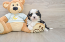 Smart Mini Bernedoodle Poodle Mix Pup