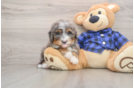 Popular Mini Bernedoodle Poodle Mix Pup