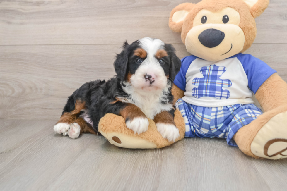 Petite Mini Bernedoodle Poodle Mix Pup