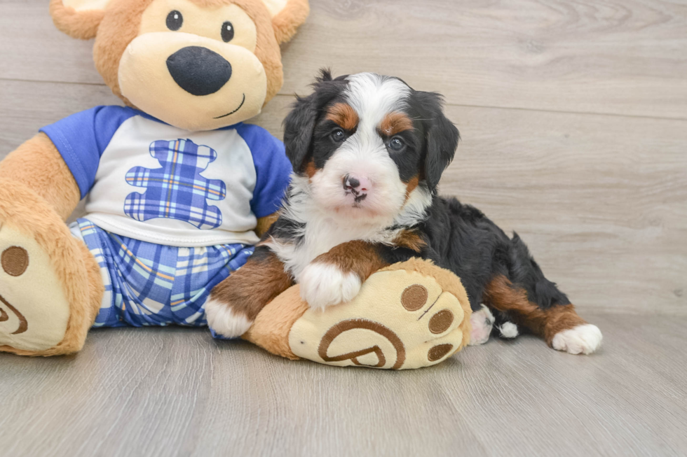 Happy Mini Bernedoodle Baby