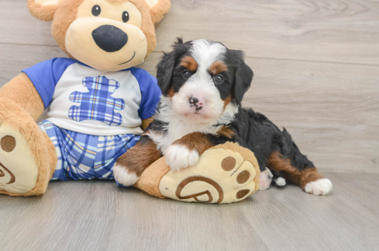 Happy Mini Bernedoodle Baby