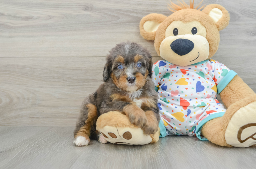 7 week old Mini Bernedoodle Puppy For Sale - Lone Star Pups