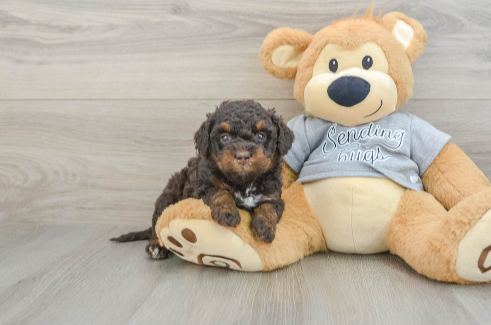 6 week old Mini Bernedoodle Puppy For Sale - Lone Star Pups