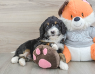 7 week old Mini Bernedoodle Puppy For Sale - Lone Star Pups